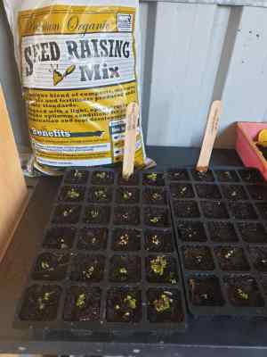 seed raising mix bag